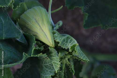 The gourd, vegetables for cooking in Thailand.