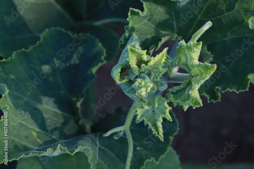 The gourd, vegetables for cooking in Thailand.