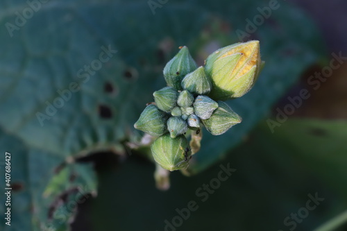 The gourd, vegetables for cooking in Thailand.