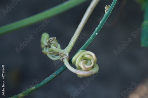 The gourd, vegetables for cooking in Thailand.