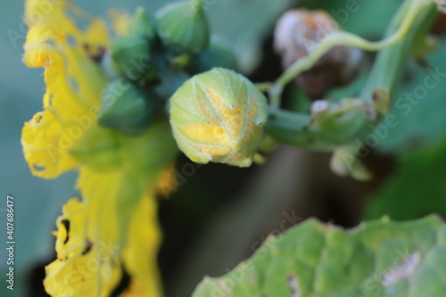The gourd, vegetables for cooking in Thailand.