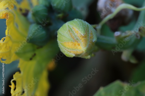 The gourd, vegetables for cooking in Thailand.