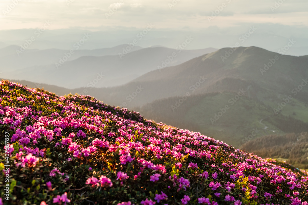 Rhododendron flowers covered mountains meadow in summer time. Beauty sunrise light glowing on a foreground. Landscape photography