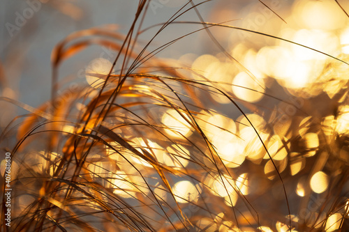 Dried grasses lit by the setting sun  blurred bokeh background
