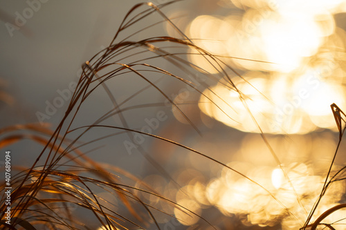 Dried grasses lit by the setting sun, blurred bokeh background