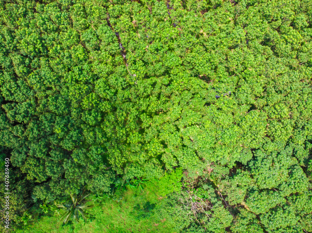 Green para rubber tree forest aerial view