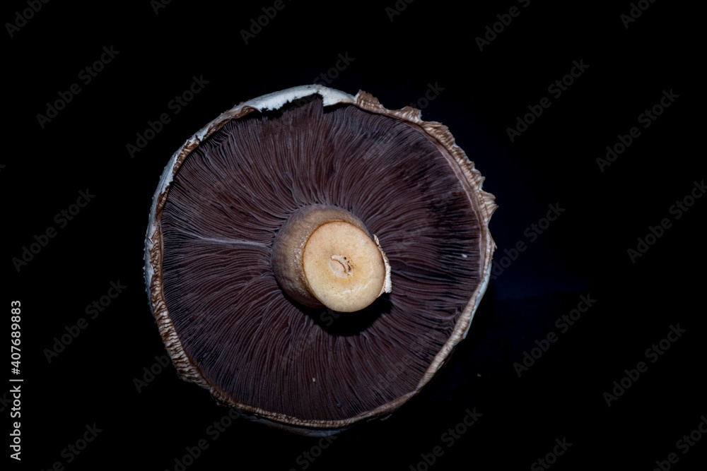 large portobello mushrooms dark background large portobello mushrooms dark background