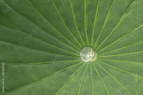 A drop of water on a lotus leaf.