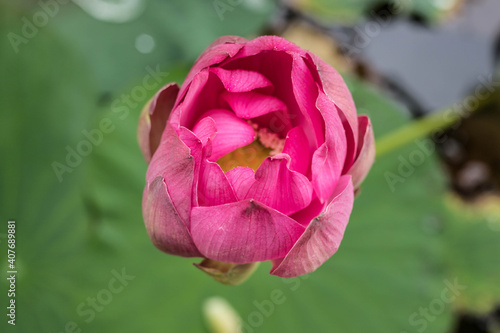 Unopened lotus bud close - up view from above. The lotus flower.