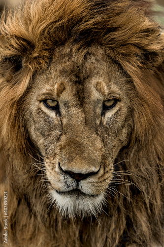 Close-up of a male lion in Serengeti National Park