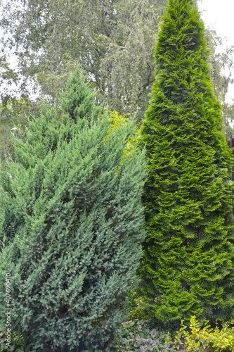 Juniper scaly, variety "Loderii" and thuja western, variety ‘Smaragd’ in group planting
