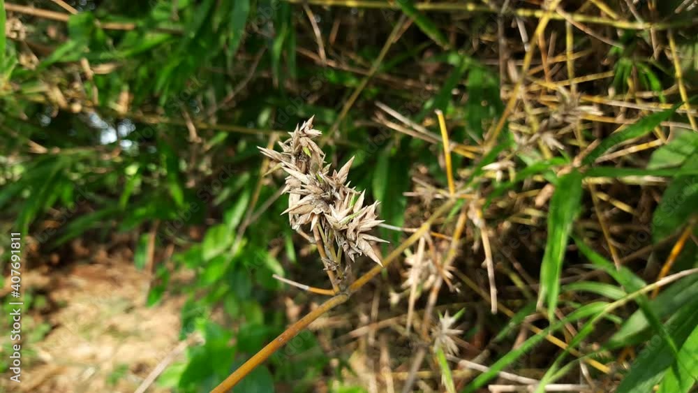 The flowers of bamboo. After blossom, flowers produce fruit (called The flowers of bamboo. After blossom, flowers produce fruit (called