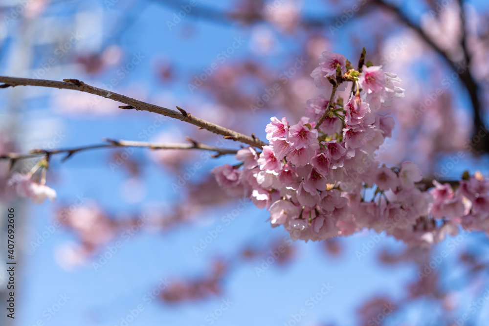 桜 桜