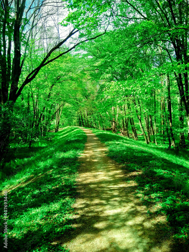 Fototapeta premium Forest path among green trees. Forest in spring or summer. The concept of nature and ecology.