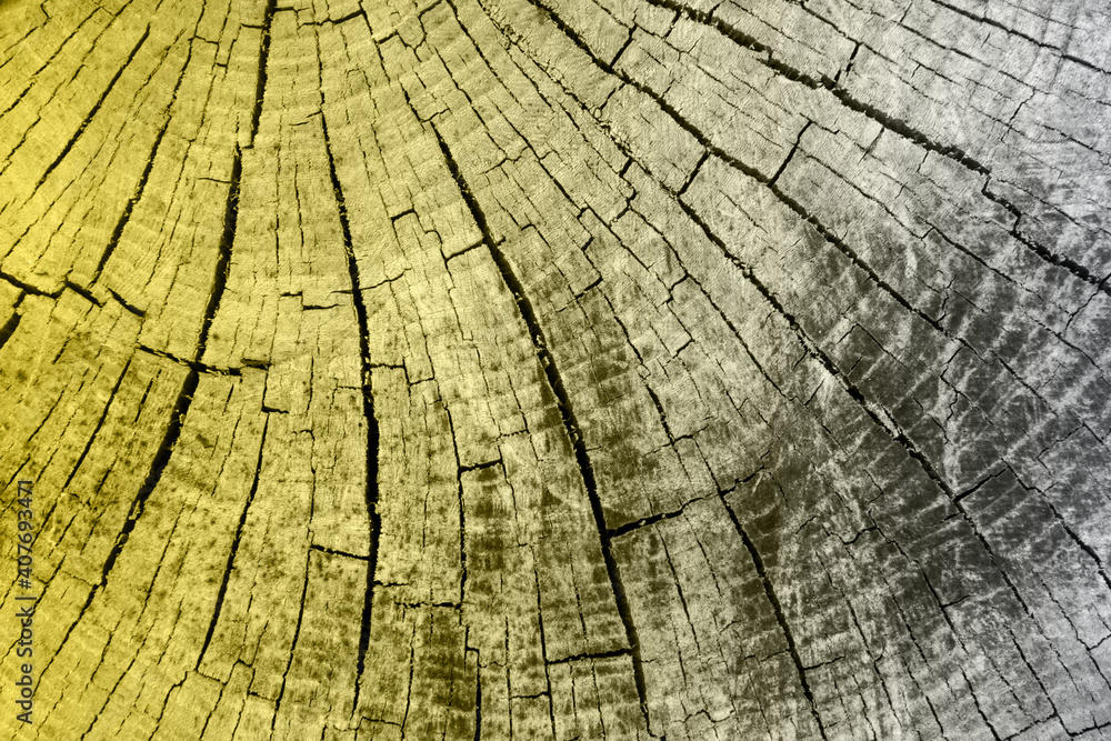Fototapeta premium Wood texture of cut tree trunk. Color of the year 2021