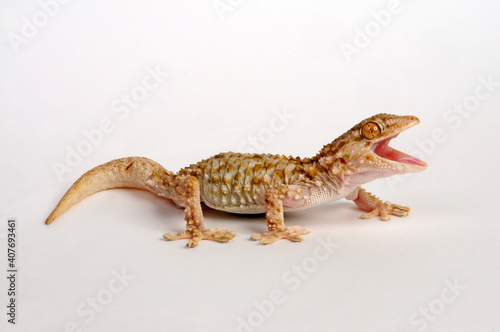 Bibron's thick-toed gecko // Bibrons Dickfingergecko (Chondrodactylus bibronii / Pachydactylus bibronii)  photo