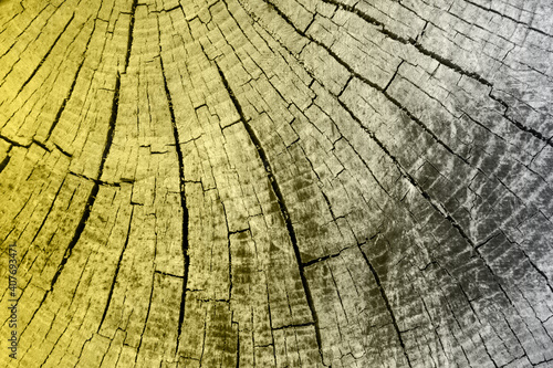 Wood texture of cut tree trunk. Color of the year 2021