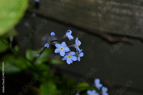 forget me not flowers