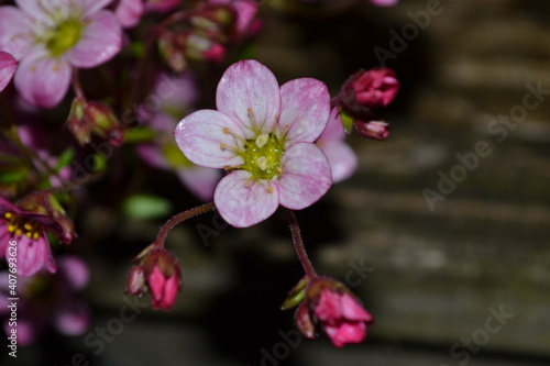 pink orchid on black background