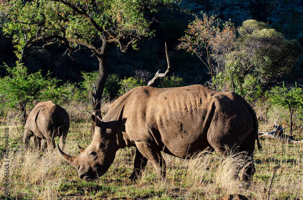 Obraz premium Rhinocéros blanc, white rhino, Ceratotherium simum, Parc national Pilanesberg, Afrique du Sud