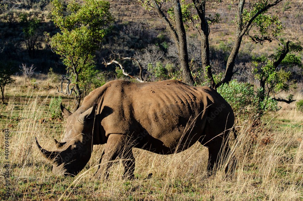 Obraz premium Rhinocéros blanc, white rhino, Ceratotherium simum, Parc national Pilanesberg, Afrique du Sud