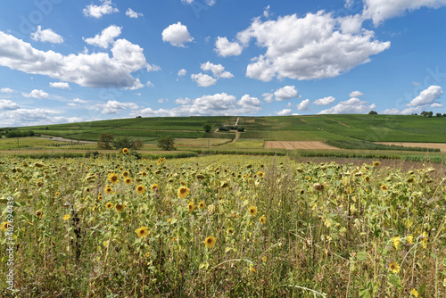 Baden-Württemberg - Breisgau - Ebringen - Weinberge photo