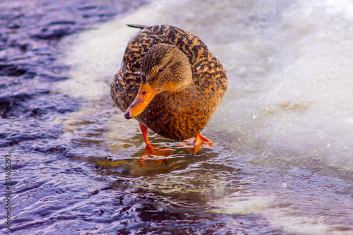 Cute mallard in a freezing river with red paws.