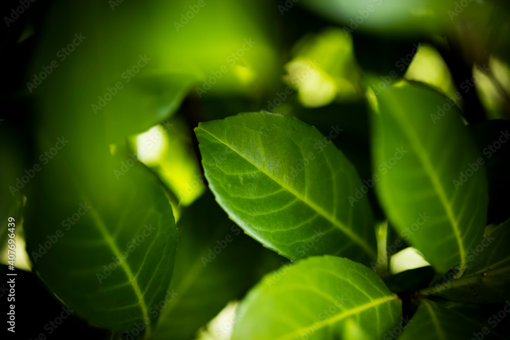 (Selective focus) Stunning view of some Cherry Laurel leaves forming a natural background. Cherry Laurel (Prunus laurocerasus 'Rotundifolia') is one of the most versatile hedging species.