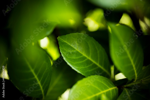 Obraz na płótnie (Selective focus) Stunning view of some Cherry Laurel leaves forming a natural background. Cherry Laurel (Prunus laurocerasus 'Rotundifolia') is one of the most versatile hedging species. w salonie