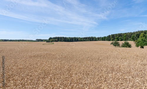 Gro  es idyllisches Getreidefeld umgeben von Wald im Sommer mit malerischem blauen Himmel