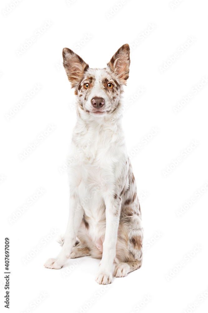 border collie dog