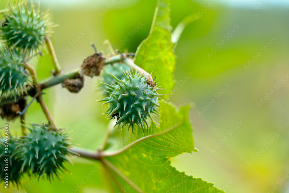 Raw caster beans or Ricinus communis beans Raw caster beans or Ricinus communis beans