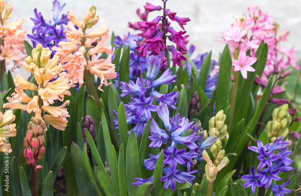 Blooming hyacinths in the Park