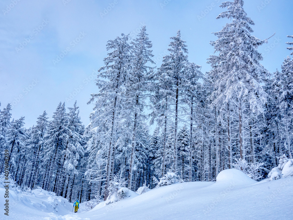Obraz premium Majestic white spruces glowing by sunlight. Picturesque and gorgeous wintry scene.