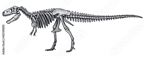 Tyrannosaurus rex skeleton, illustration, drawing, engraving, ink, line art, vector