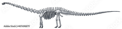 Diplodocus skeleton, illustration, drawing, engraving, ink, line art, vector