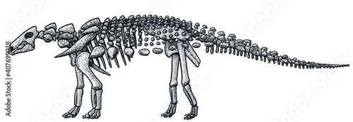 Euoplocephalus skeleton, illustration, drawing, engraving, ink, line art, vector