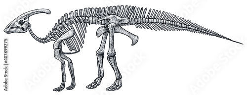 Parasaurolophus skeleton, illustration, drawing, engraving, ink, line art, vector