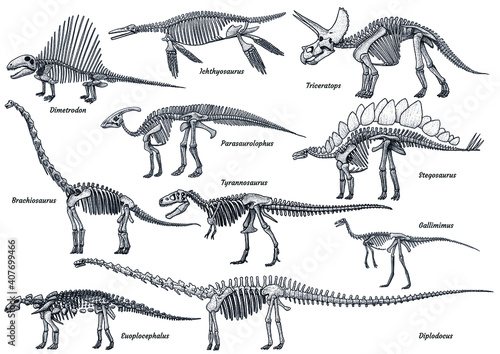 Dinosaur skeleton collection, illustration, drawing, engraving, ink, line art, vector