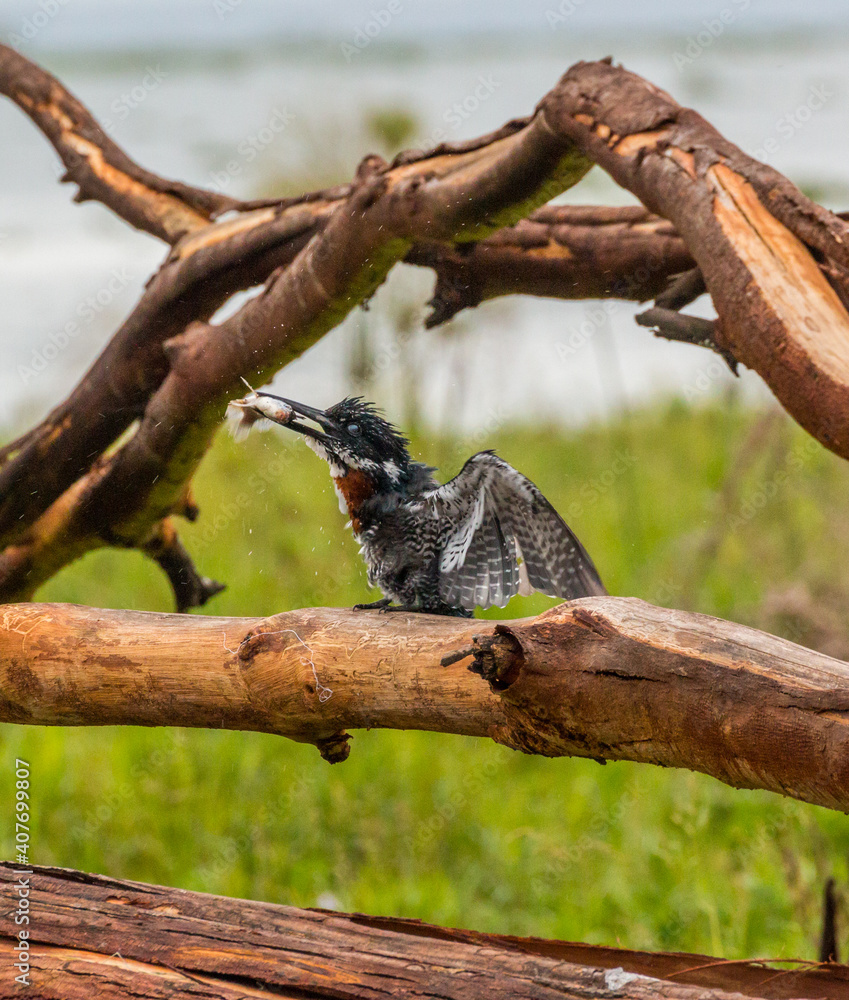 giant kingfisher with caught fish in its peak giant kingfisher with caught fish in its peak