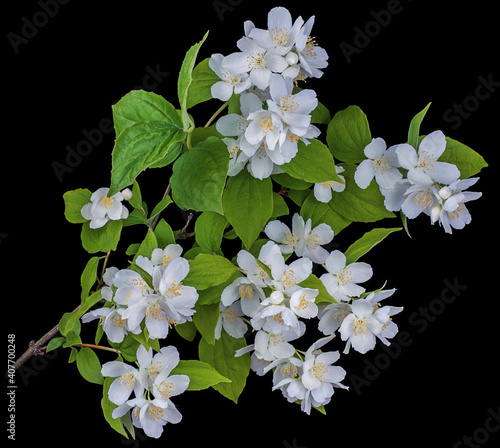 the white Jasmine branch, close-up