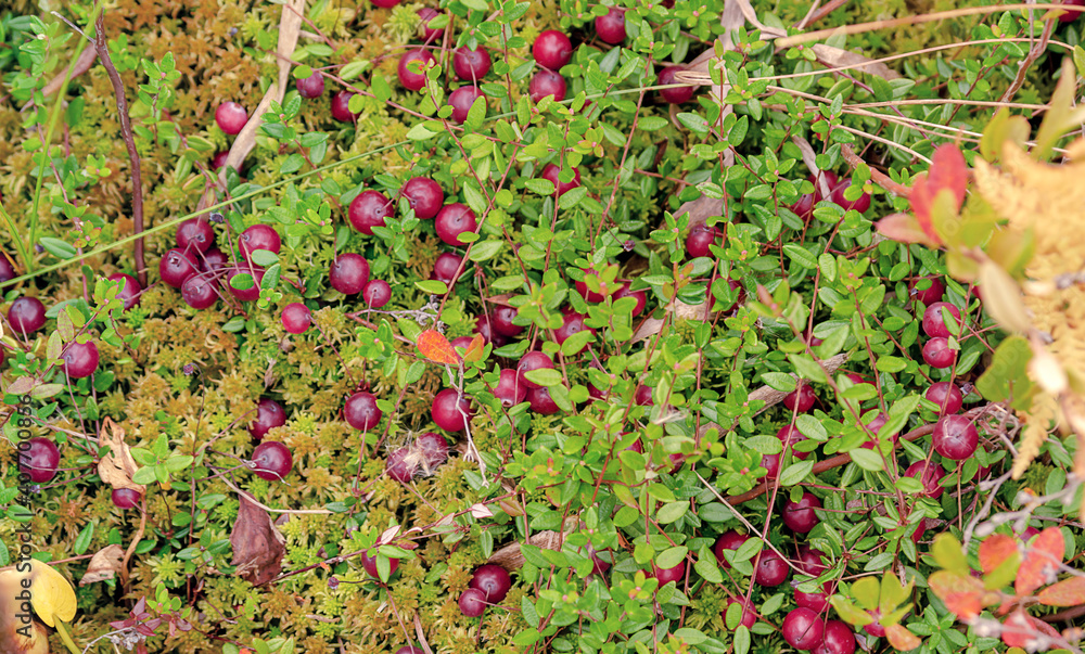 Fototapeta premium cranberry close-up of swamp moss