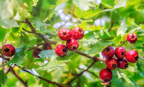 hawthorn red berry close up photo