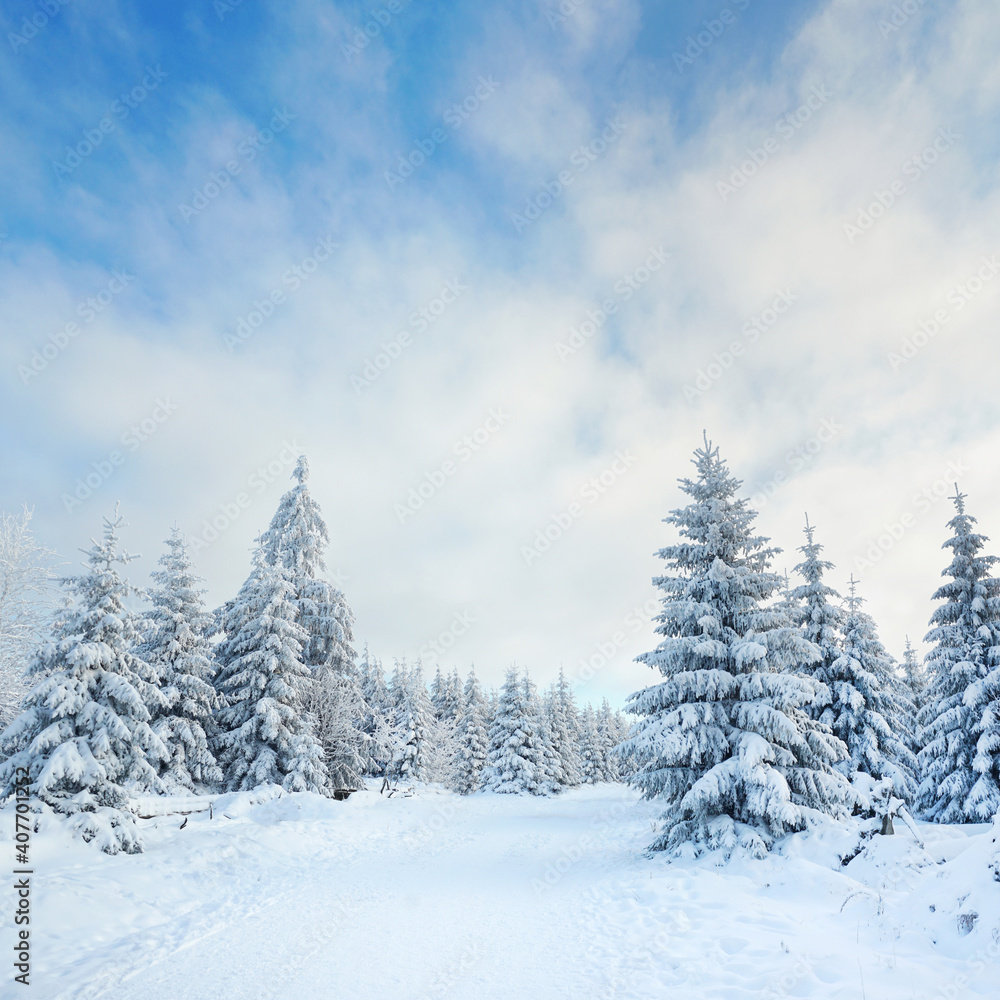 schneebedeckte Tannen im Winterwald schneebedeckte Tannen im Winterwald