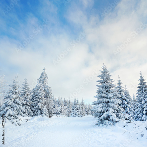 schneebedeckte Tannen im Winterwald © Jenny Sturm