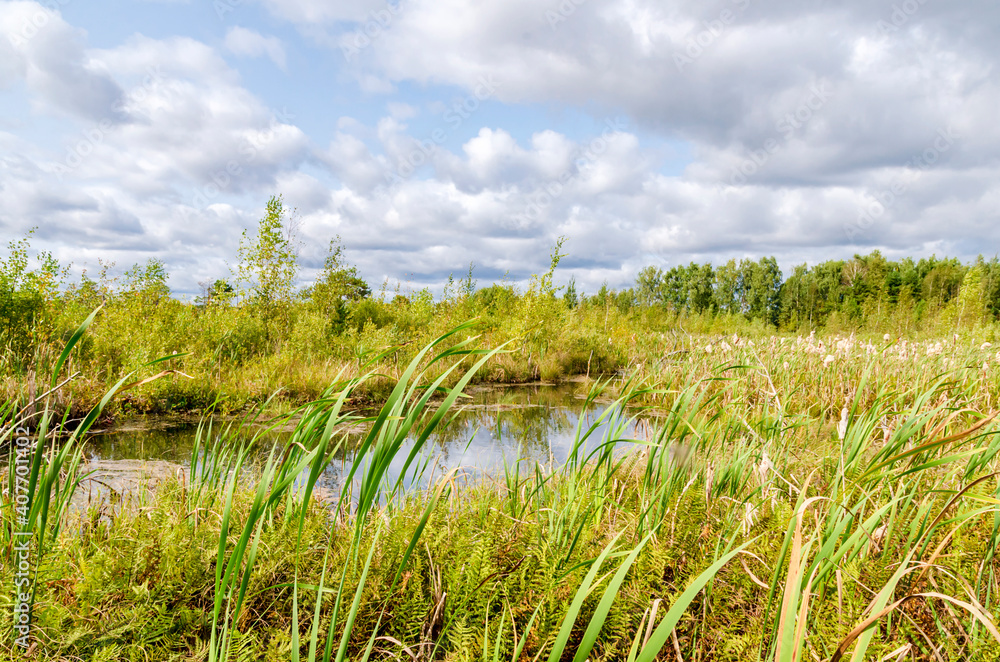 swamp landscape cattail plant