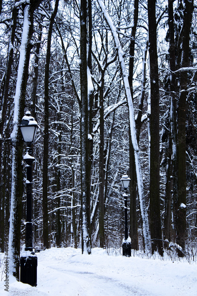 Fototapeta premium Black street lamp in the park in winter. Winter wallpaper