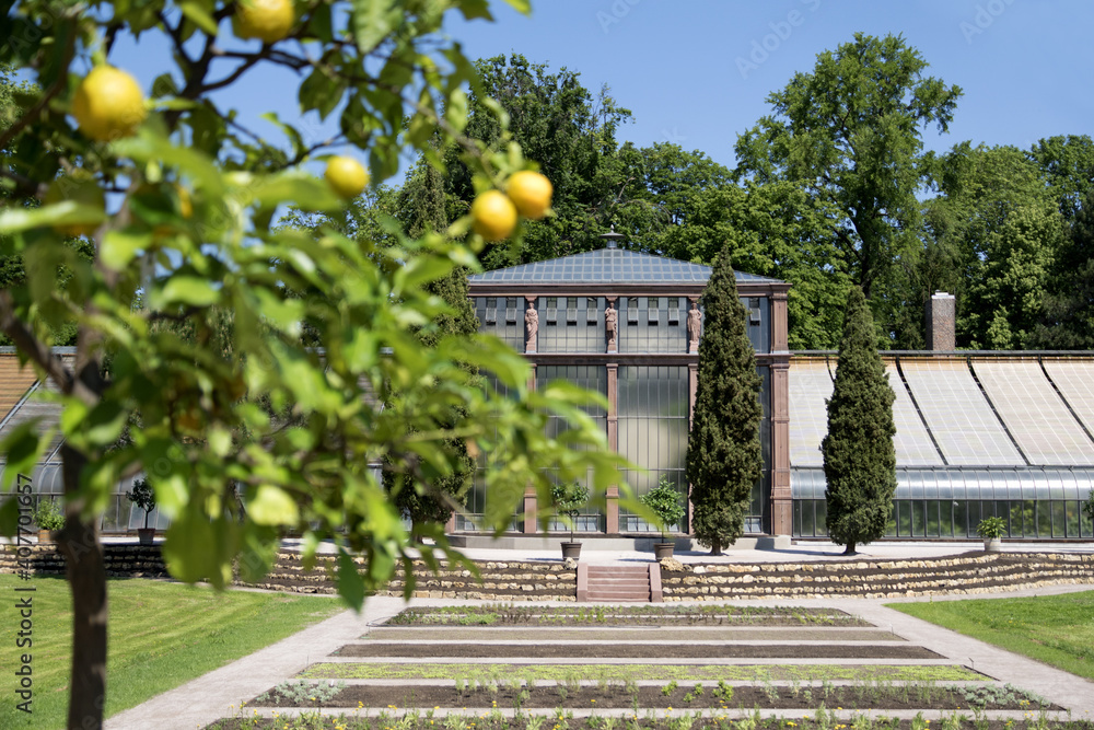 Fotografia do Stock: Karlsruhe, Botanical Gardens with lemon tree, Germany:  This “oasis of green” in the centre of Karlsruhe and the unique greenhouse  are highlights for visitors | Adobe Stock