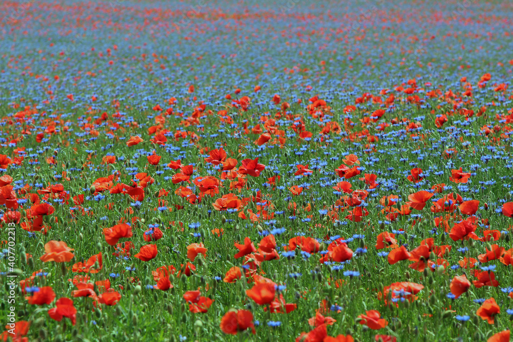 field of poppies and cornflowers. natural texture