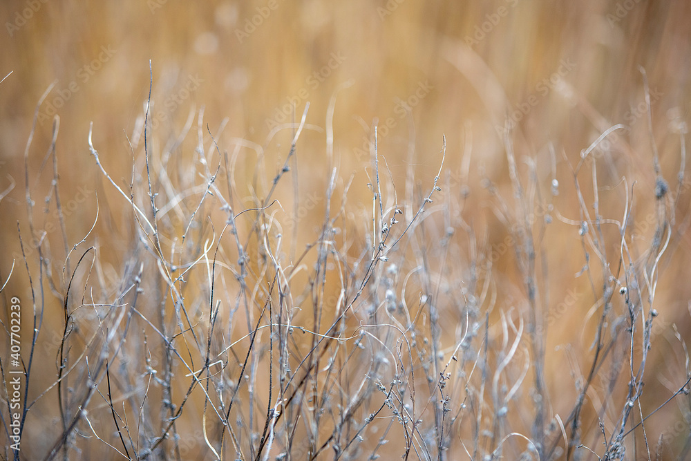 Autumn Field Grass 2 Autumn Field Grass 2
